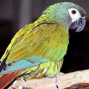 Illiger's Macaw (Blue-winged Macaw) Illiger's Macaw (Blue-winged Macaw)